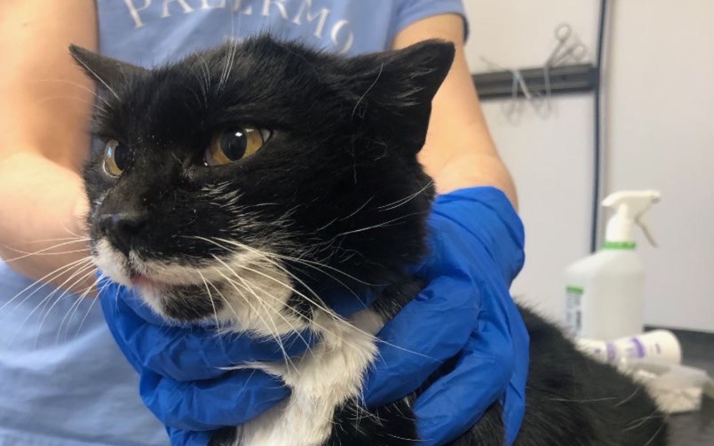 
        Weterynarz trzyma czarnego kota w rękawiczkach.
    