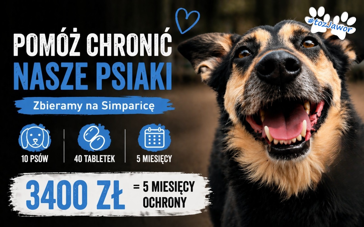 
        Plakat z psem, zbiórka na pomoc dla psów.
    