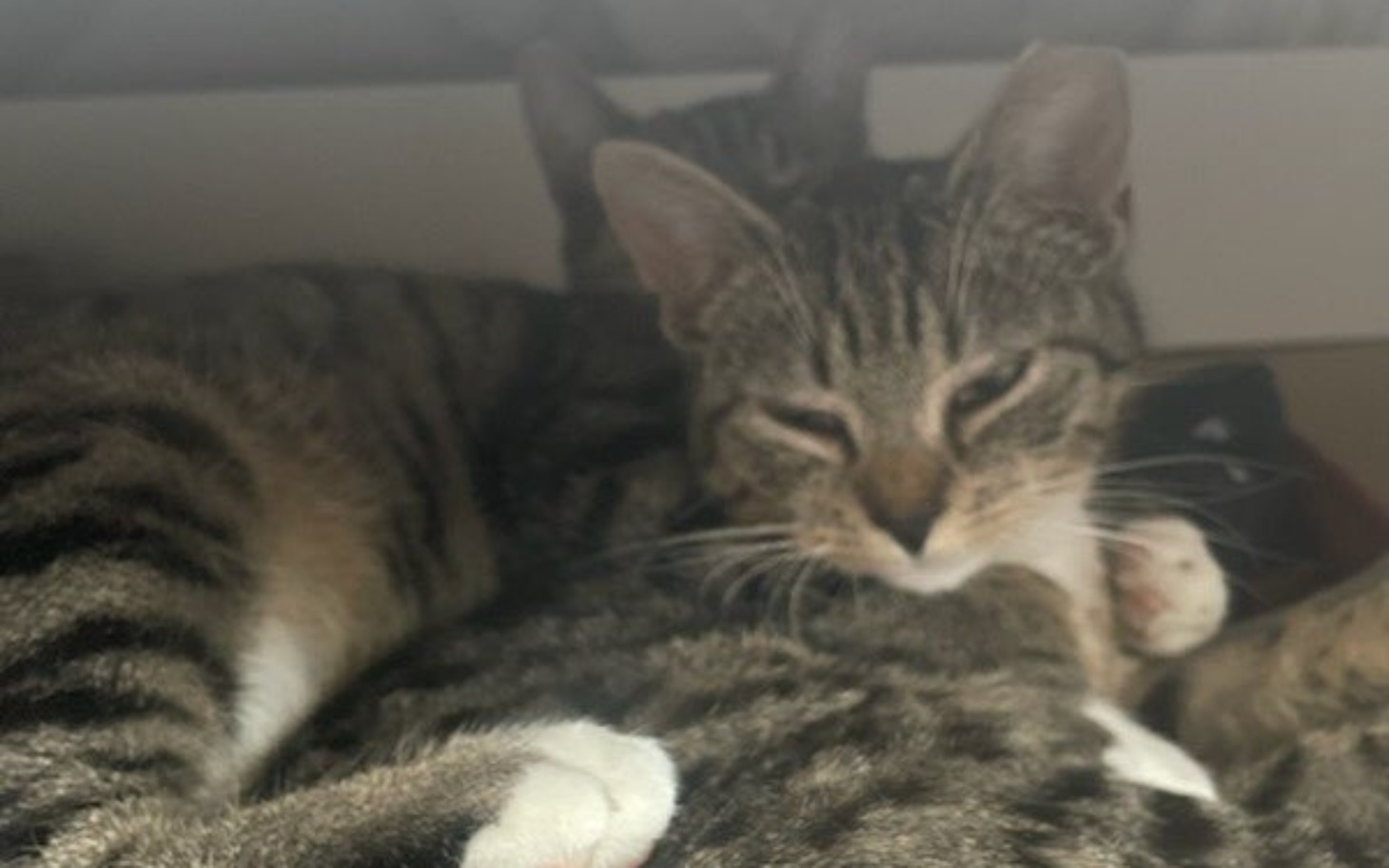 
        Dwa koty leżące obok siebie, jeden z zamkniętymi oczami.
    