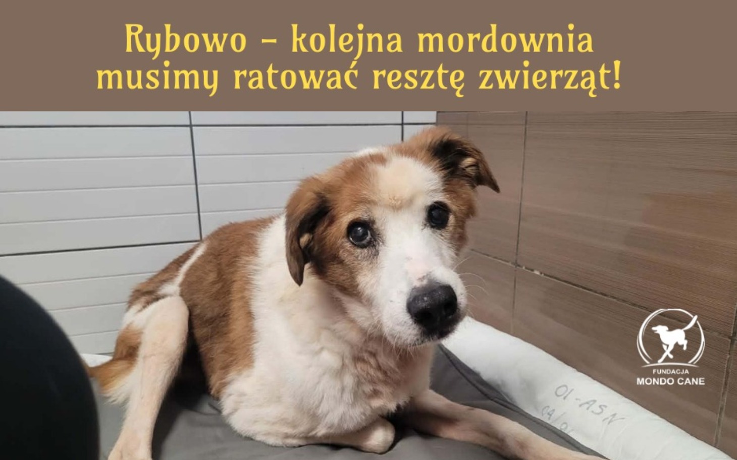 
        Pies leżący na łóżku z wyrazem smutku.
    