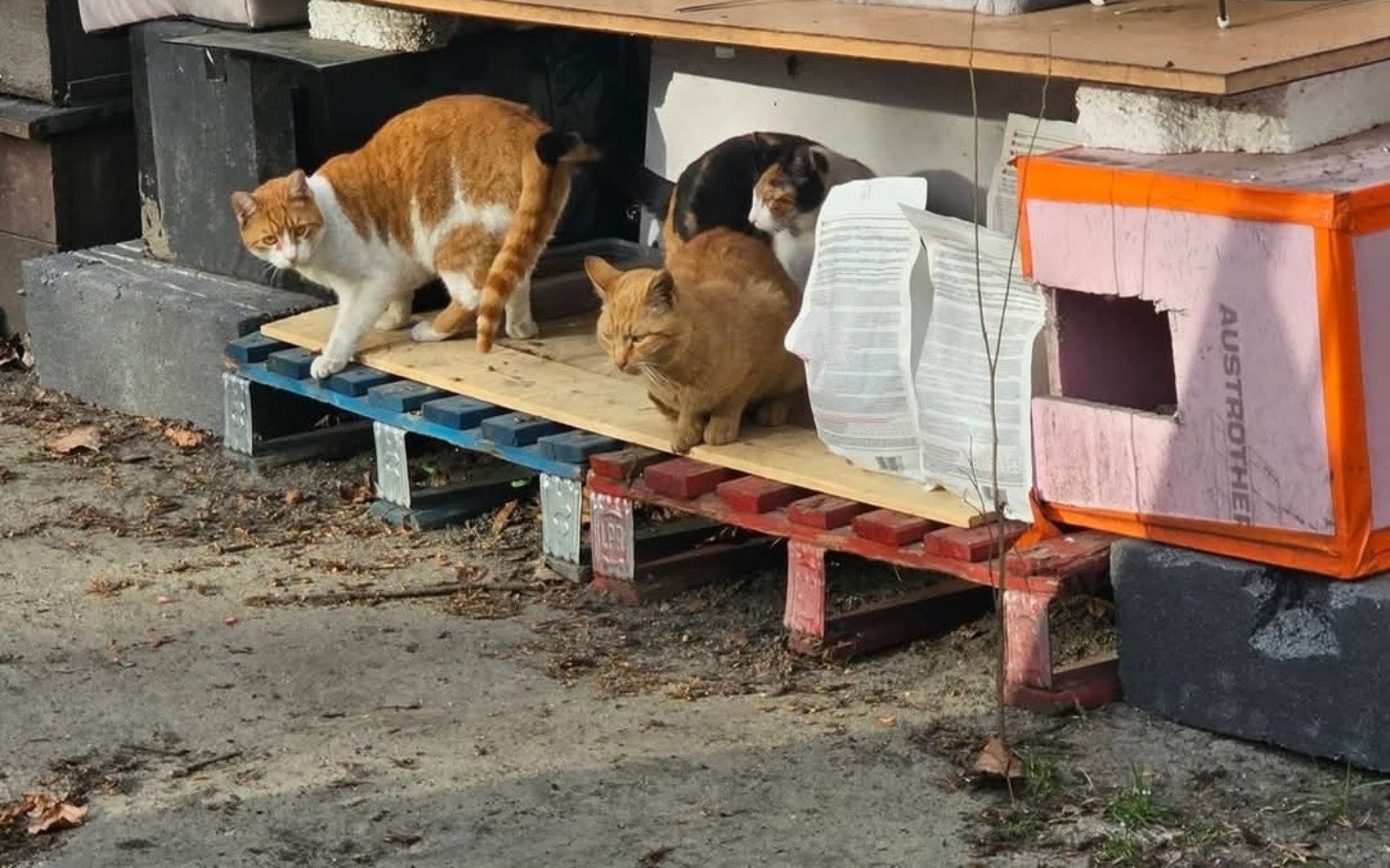 
        Trzy koty spacerujące po drewnianej platformie.
    