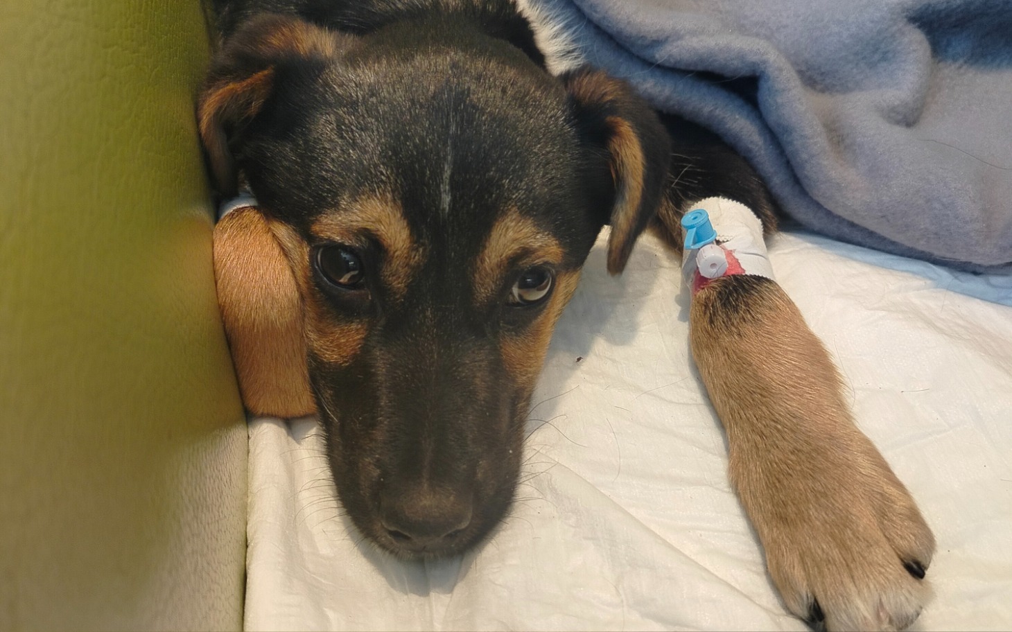 
        Pies z opatrunkiem na łapie, leżący na kanapie.
    