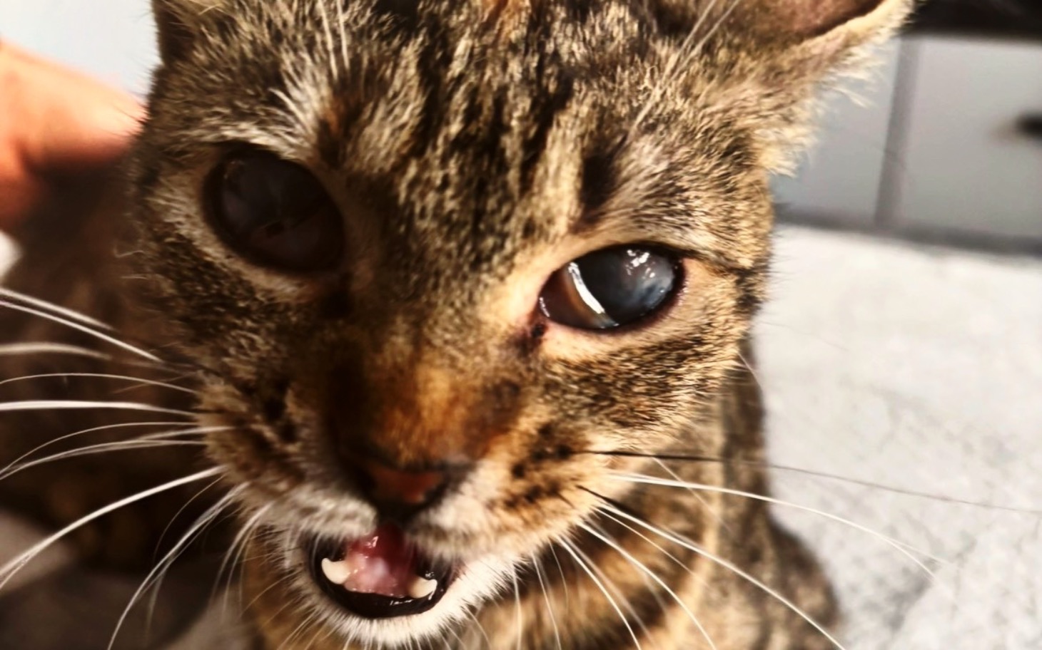 
        Zbliżenie na kota z wyrazistymi oczami, patrzącego w obiektyw.
    