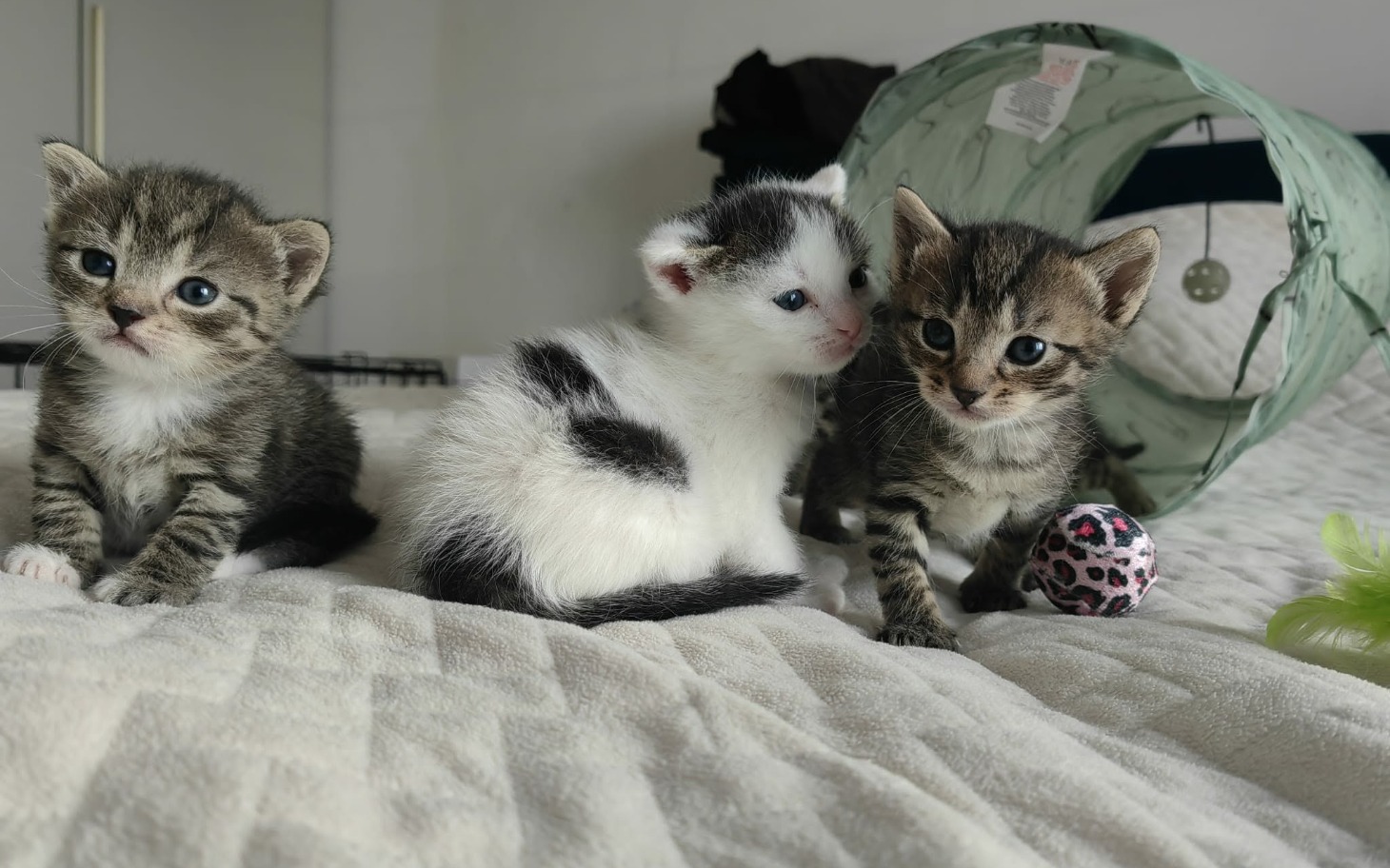 
        Trzy małe kocięta bawiące się na miękkim kocu.
    