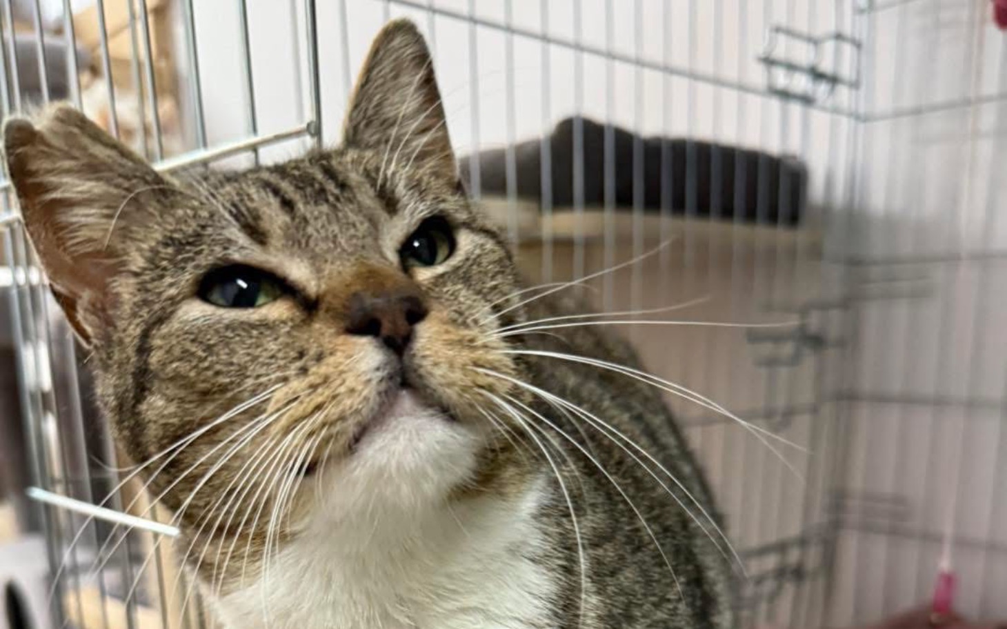 
        Kot w klatce, z wyrazem ciekawości.
    