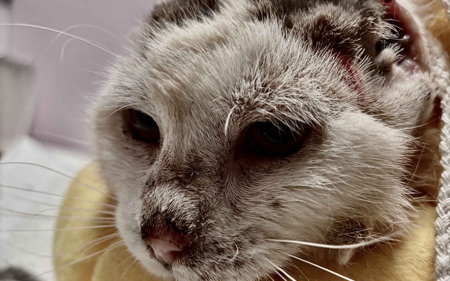 
        Kot z wyraźnymi oznakami zmęczenia, leżący na poduszce.
    