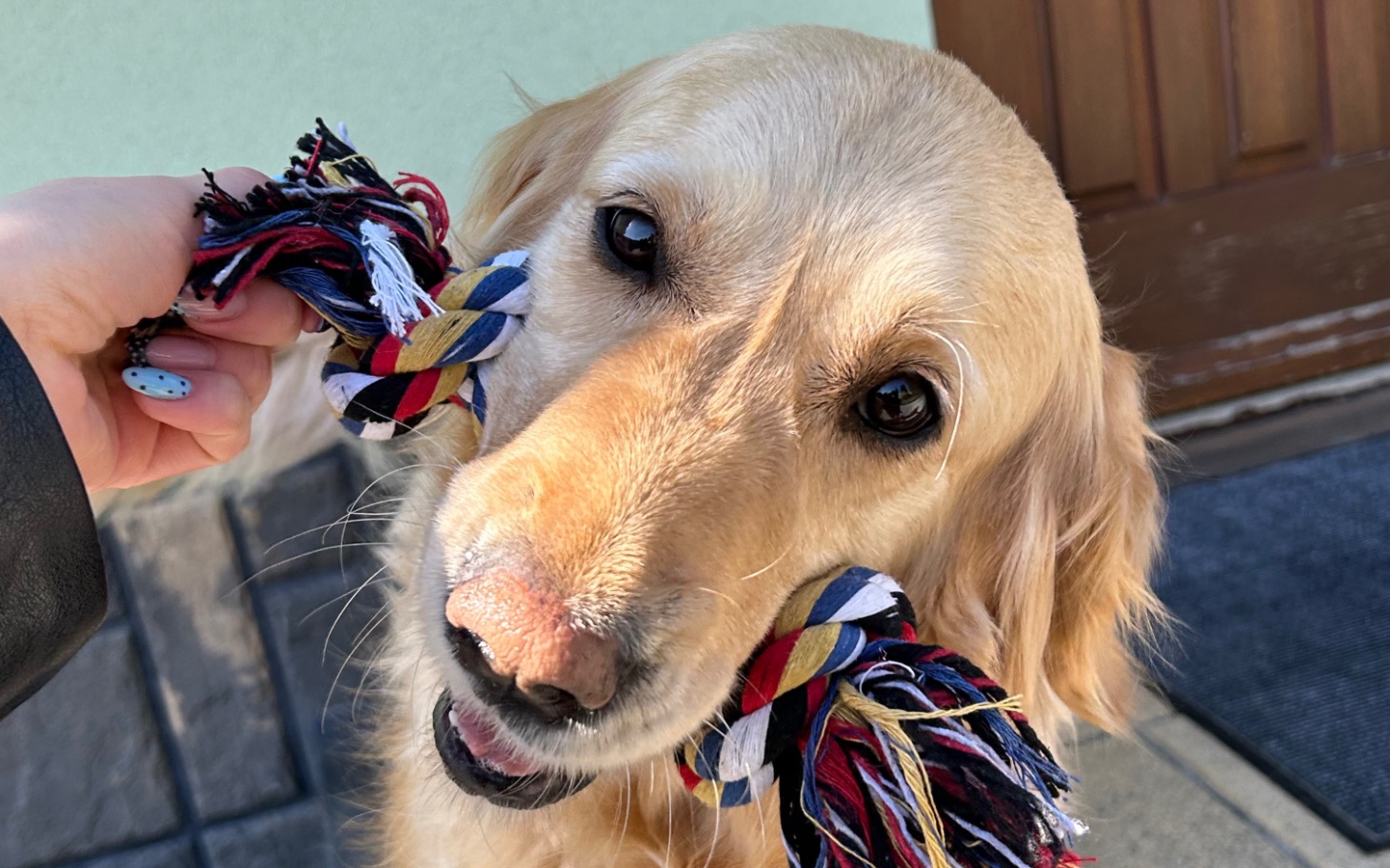 
        Złoty retriever bawiący się zabawką.
    