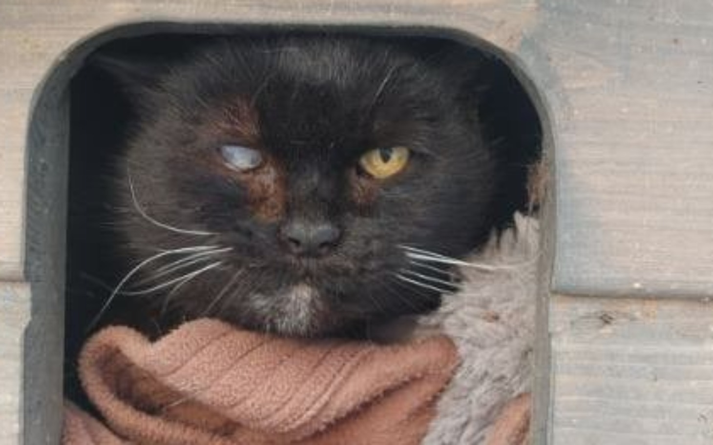 
        Kot z uszkodzoną oczodołem, schowany w budce.
    