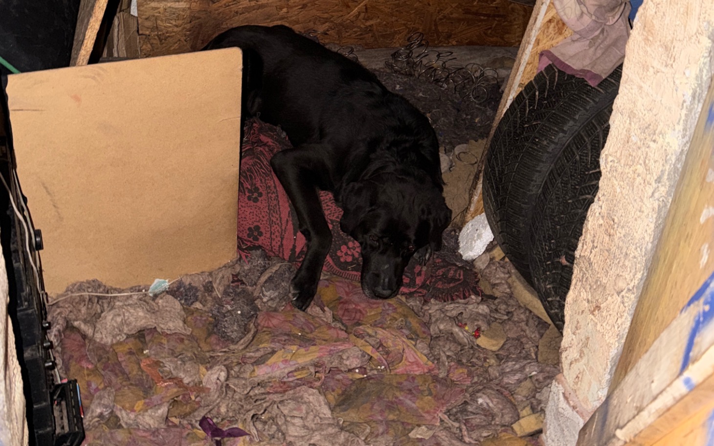 
        Pies śpiący w zagraconym pomieszczeniu.
    