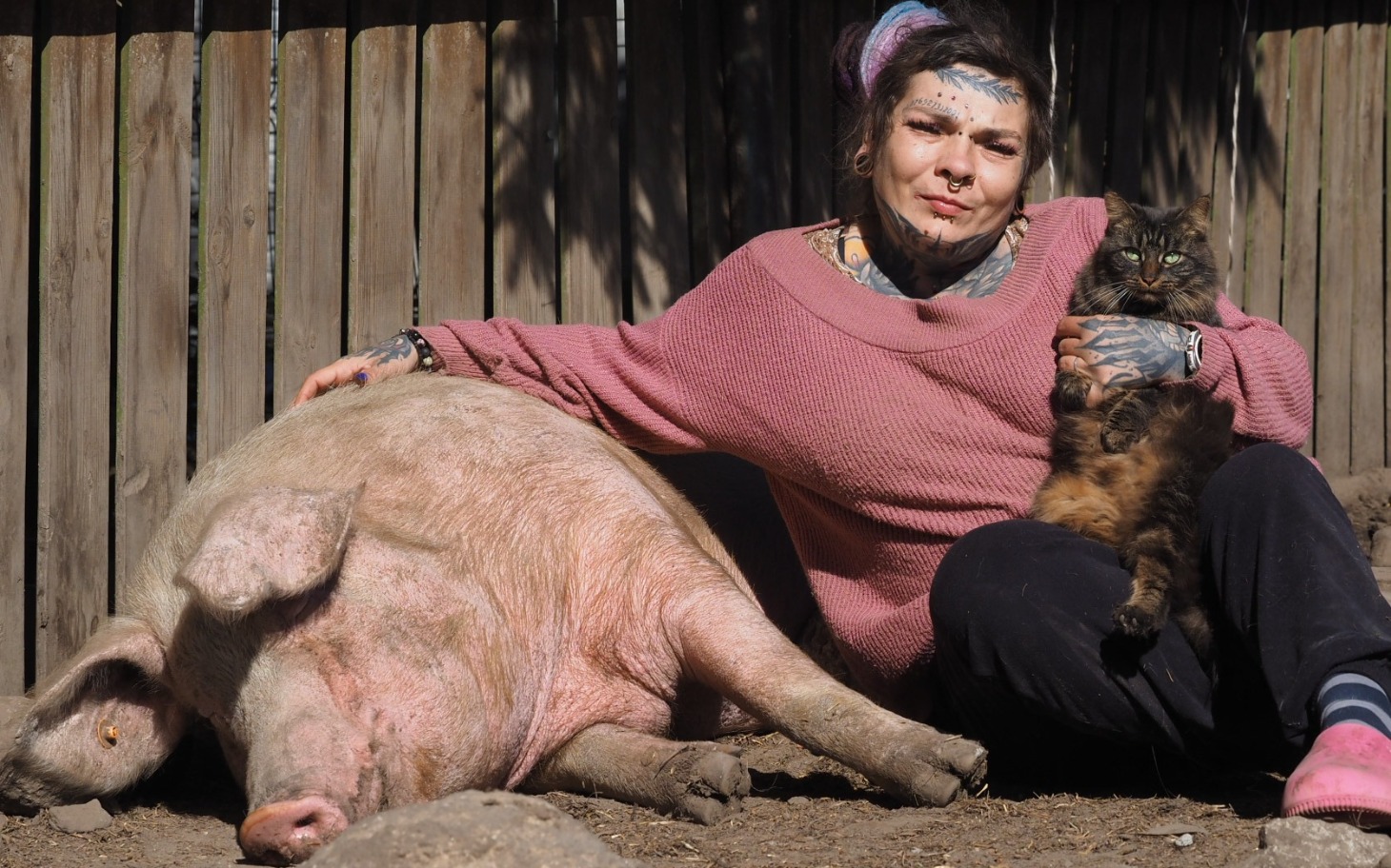 
        Kobieta z tatuażami trzymająca kota obok świni w zagrodzie.
    