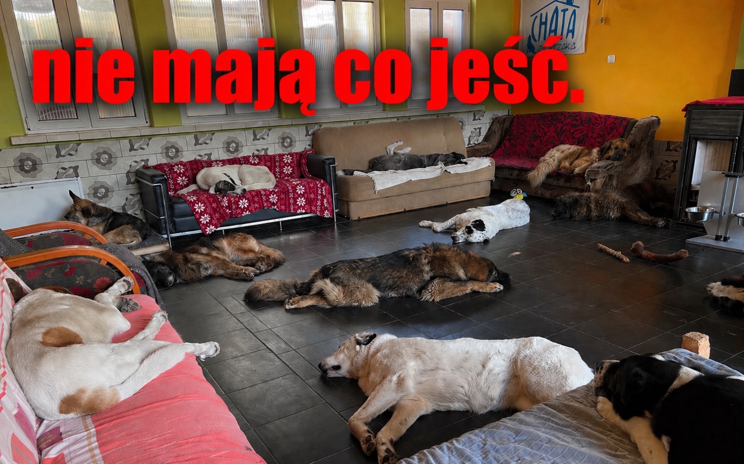 
        Psy leżące w schronisku, z napisem 'nie mają co jeść'.
    