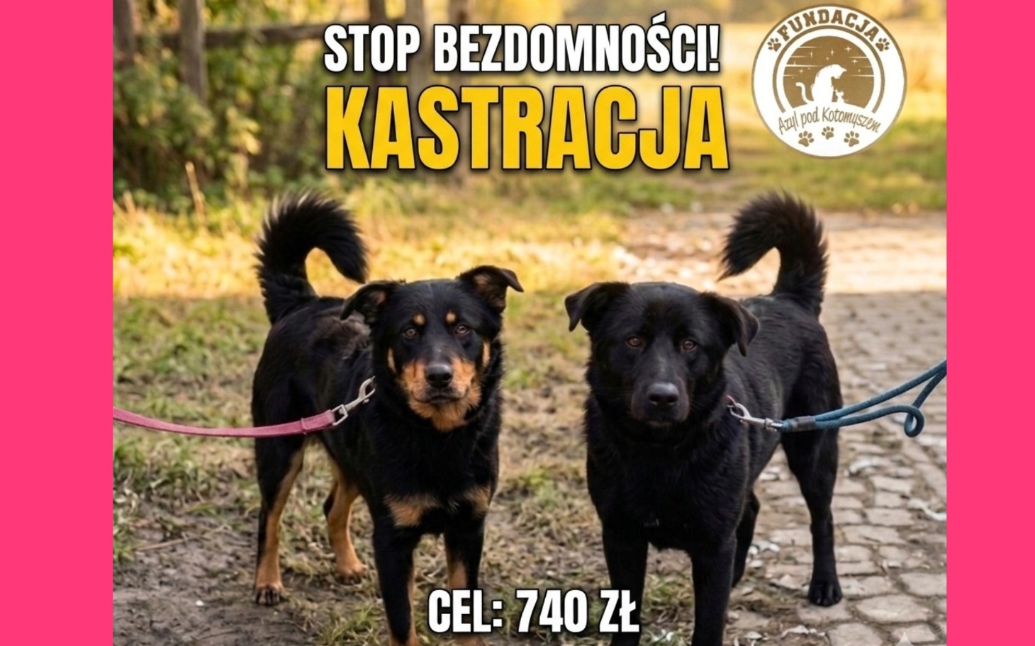 
        Dwa psy na spacerze, apel o kastrację i pomoc dla zwierząt.
    
