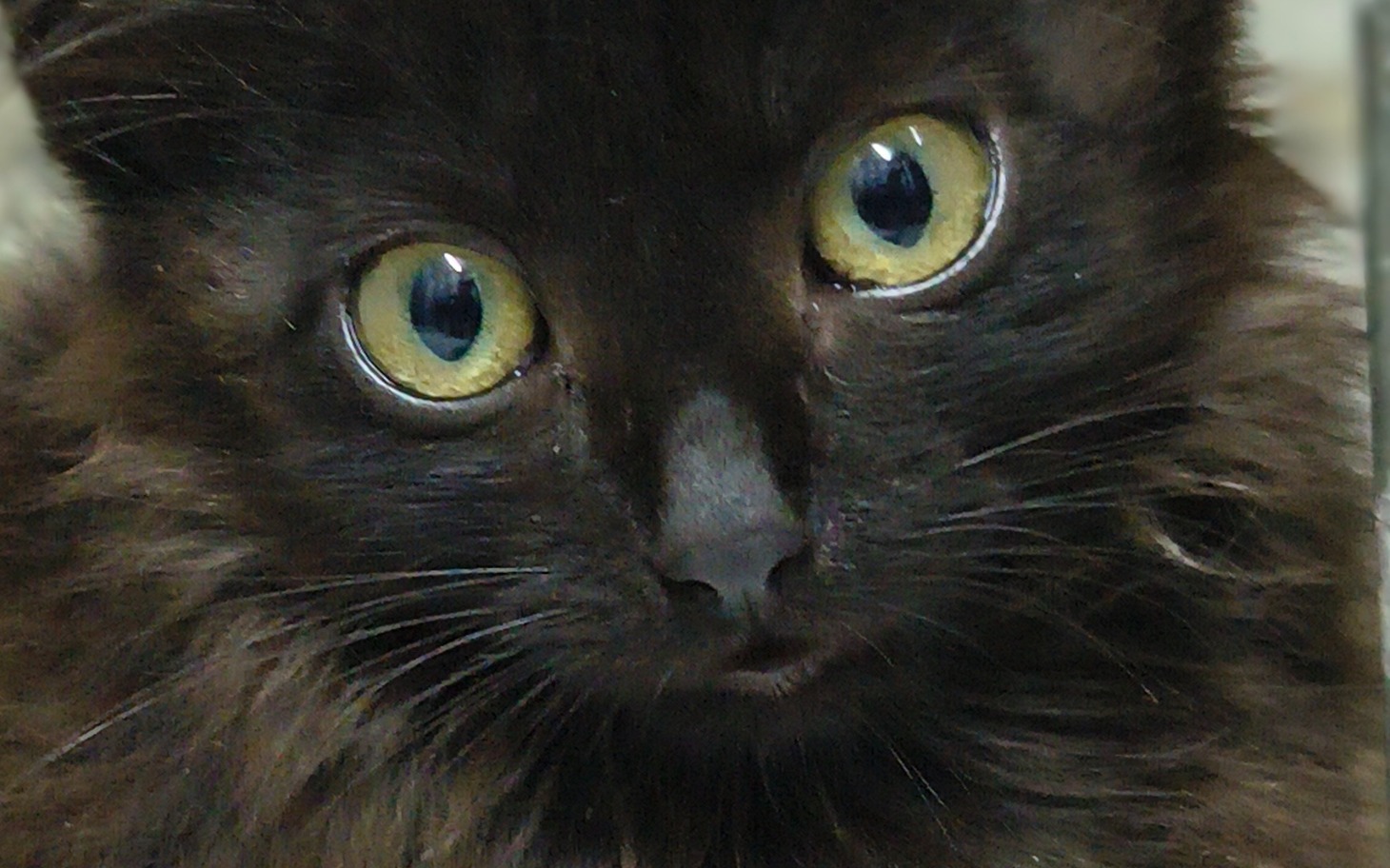 
        Mały czarny kot z dużymi, zielonymi oczami.
    
