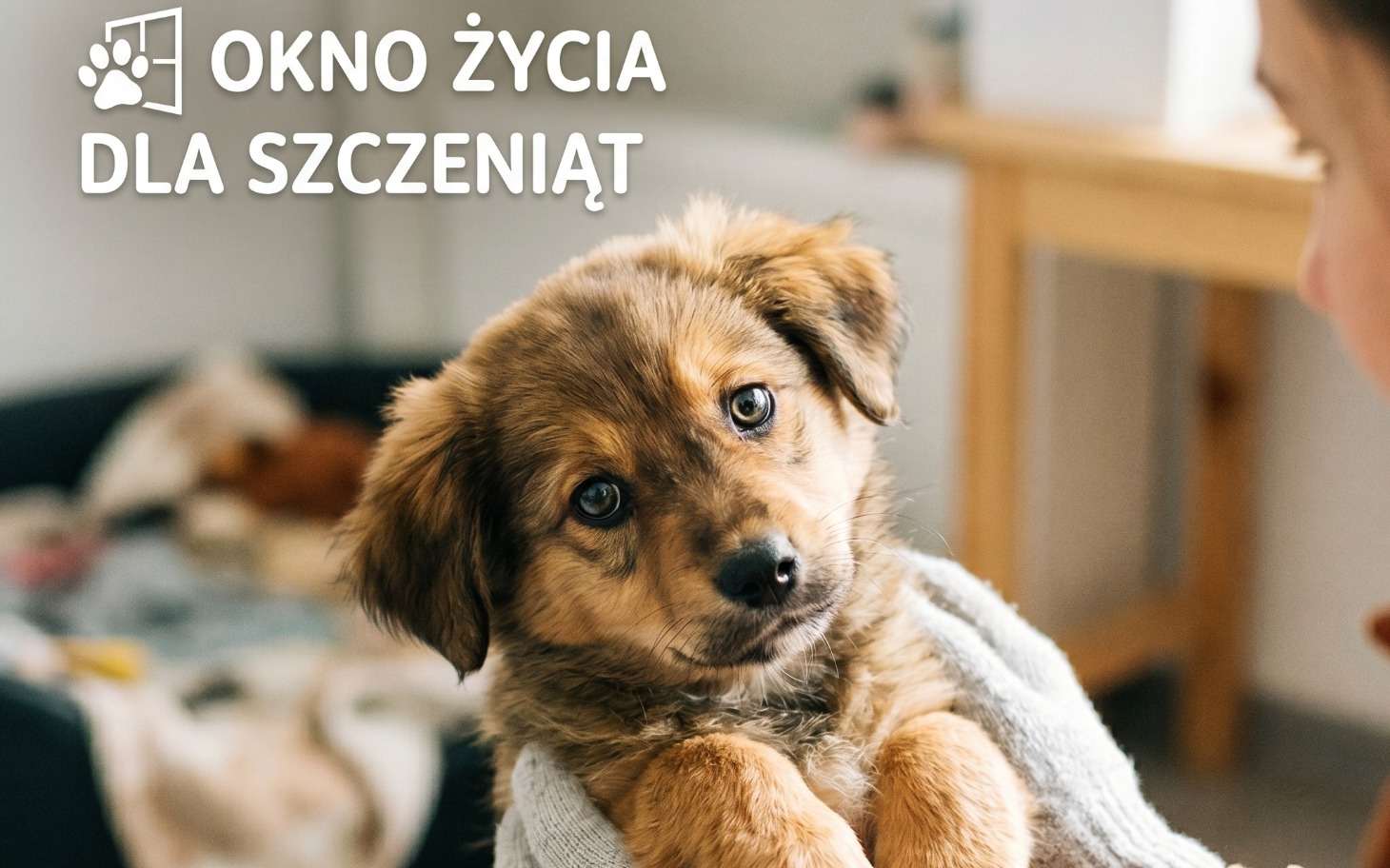 
        Szczeniak w ramionach, z uśmiechem i ciekawym spojrzeniem.
    