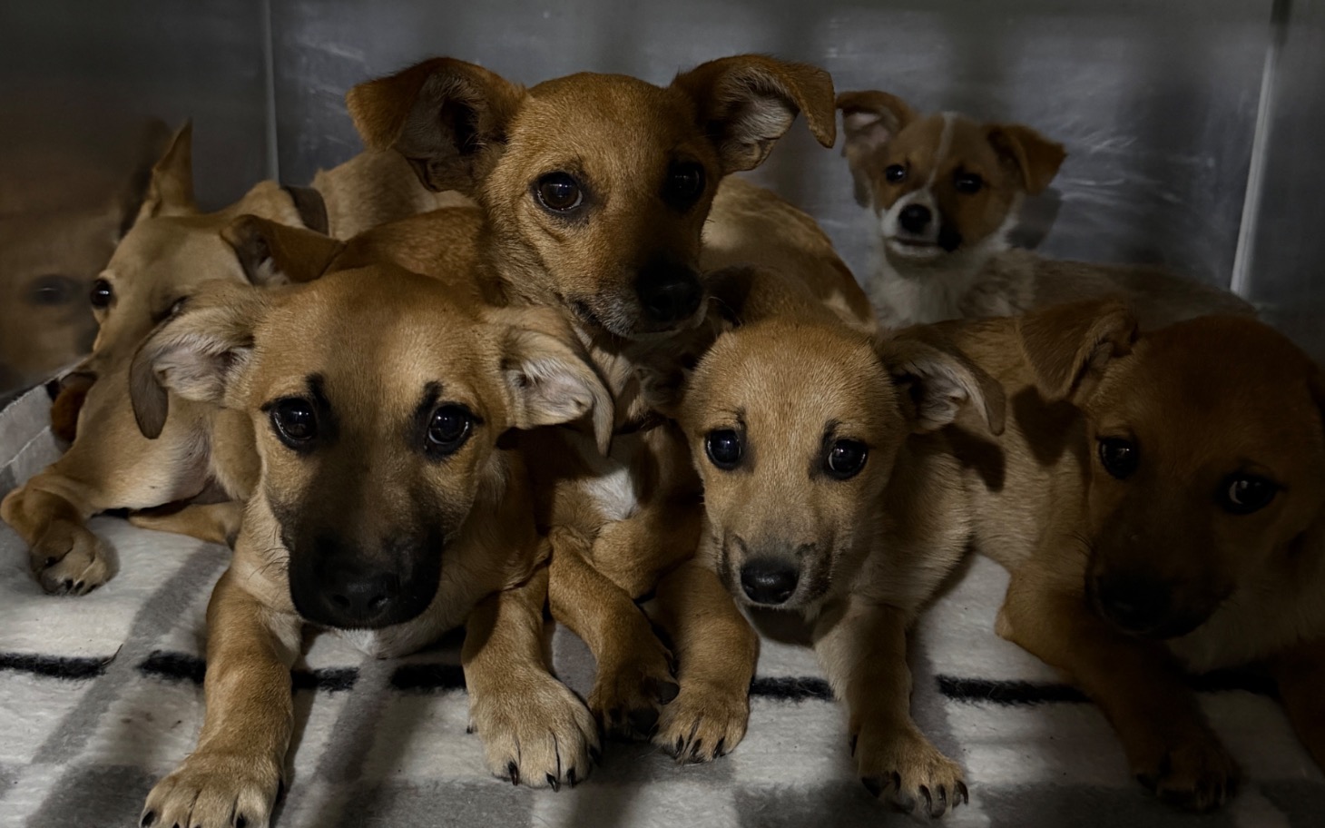 
        Szczenięta w schronisku, czekające na adopcję.
    