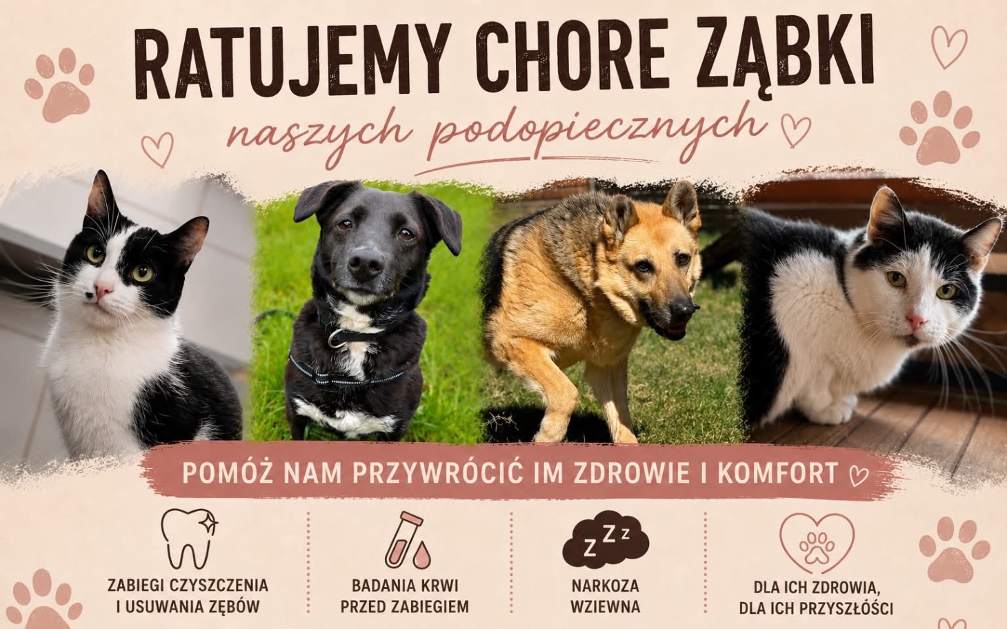 
        Plakat z kotami i psami, apel o pomoc.
    
