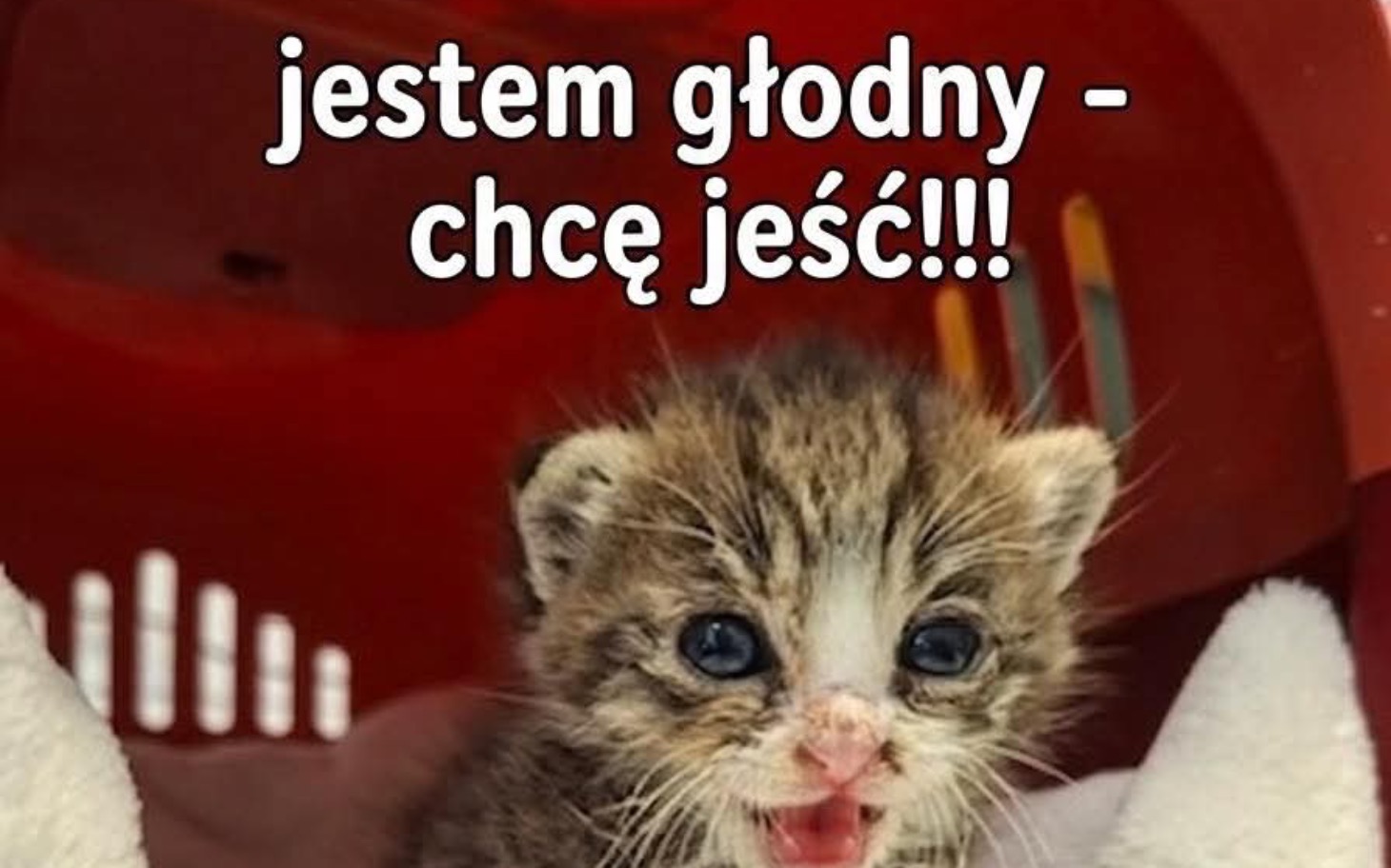 
        Kotek w koszyku, wyrażający głód.
    