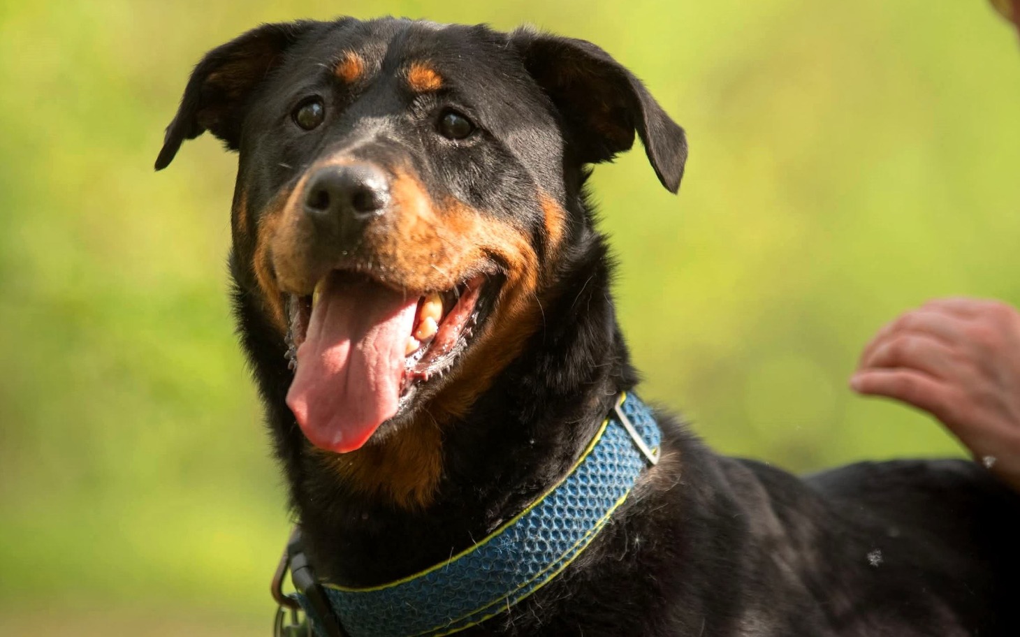 Rottweiler z uśmiechem, cieszący się na świeżym powietrzu.