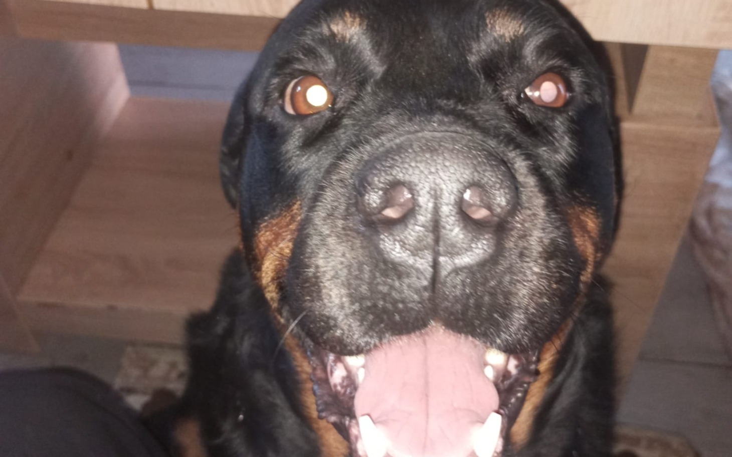 
        Rottweiler z szerokim uśmiechem, patrzący w kamerę.
    