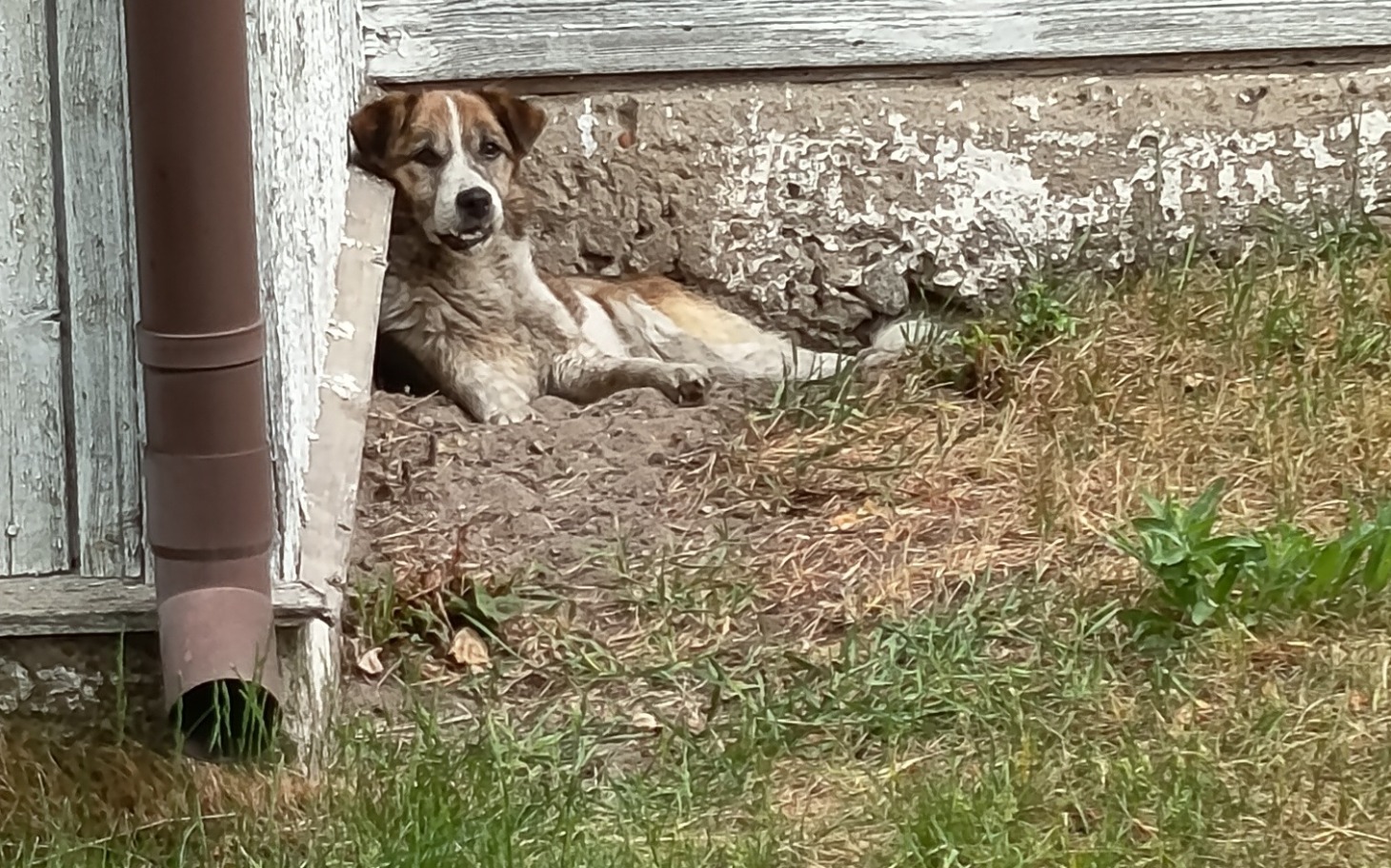 
        Pies odpoczywający w cieniu, zrelaksowany w ogrodzie.
    