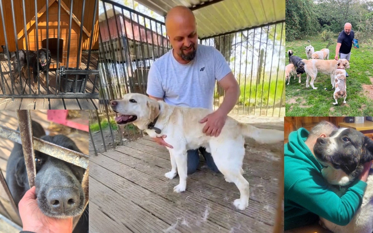 
        Mężczyzna z psem w schronisku, otoczony innymi psami.
    