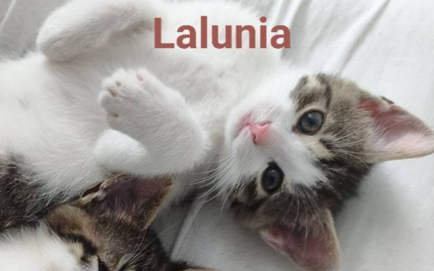 
        Kotka Lalunia z napisem na zdjęciu, urocze spojrzenie.
    