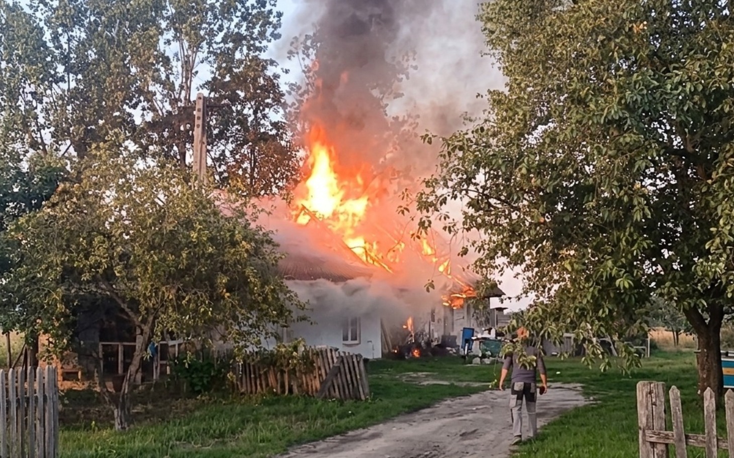 
        Krótkie widoki różnych psów w zabieganej scenerii.
    