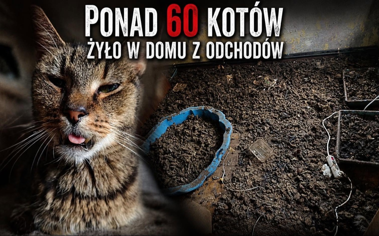 
        Kot z widocznym brudem i odchodami, przebywający w domu
    