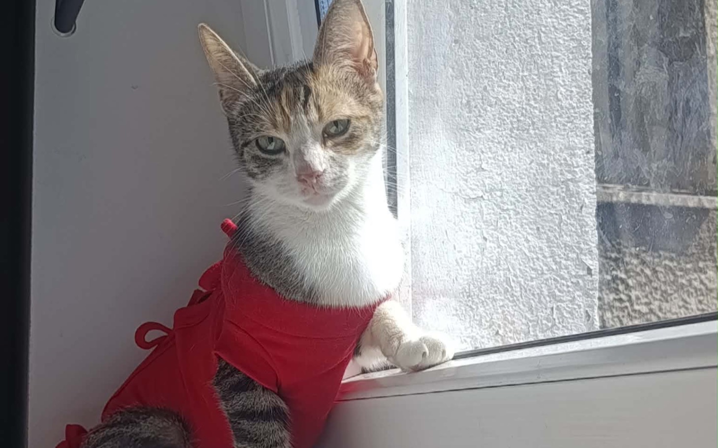 
        Zbliżenie na wnętrze jamy ustnej, zdjęcie medyczne pokazujące zranienie.
    