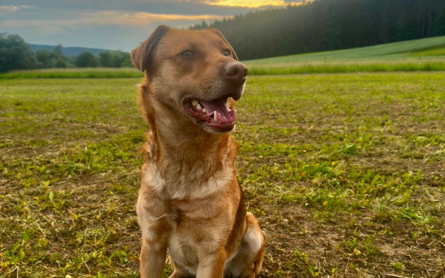 
        Pies na polu, w tle zieleń i otwarte niebo, relaks.
    