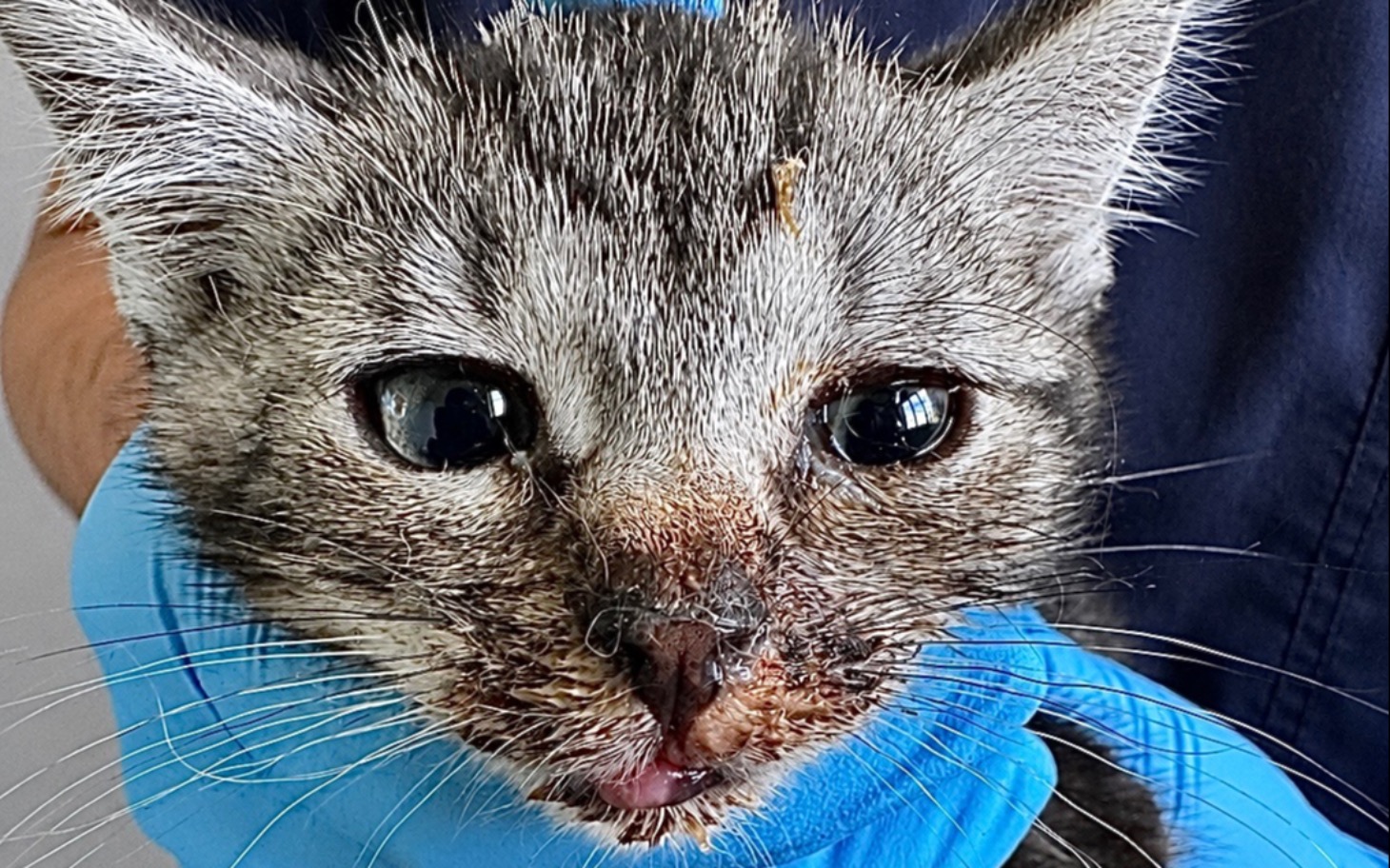 
        Cat z klinicznym okiem podczas zabiegu
    