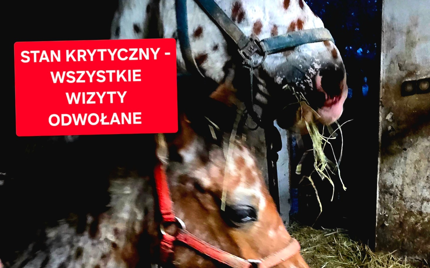 Kotek o brązowo-szarym umaszczeniu, wyciągnięty łepek ze źrenicami.