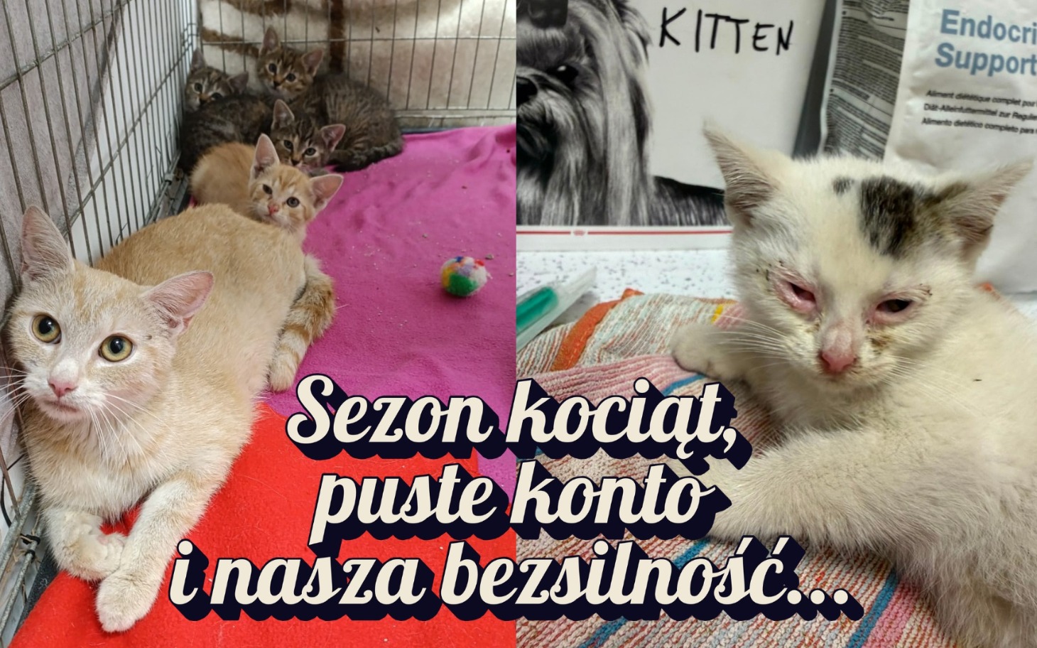 
        Koty razem w klatce, spokojna adopcja
    