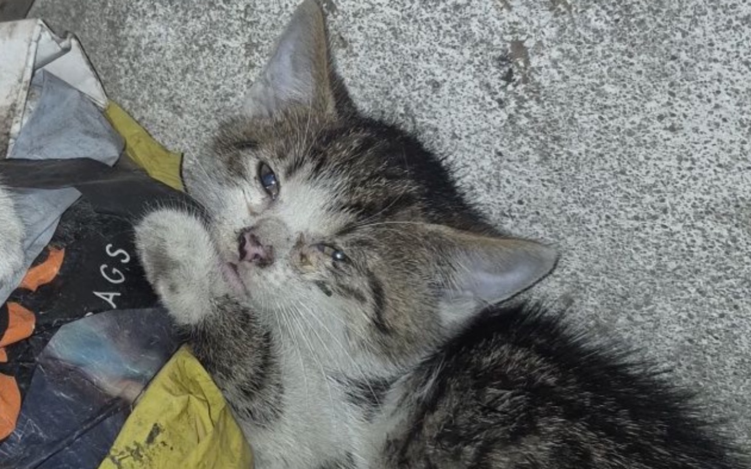
        Kotek o prędkich oczach, na czarnym tle.
    
