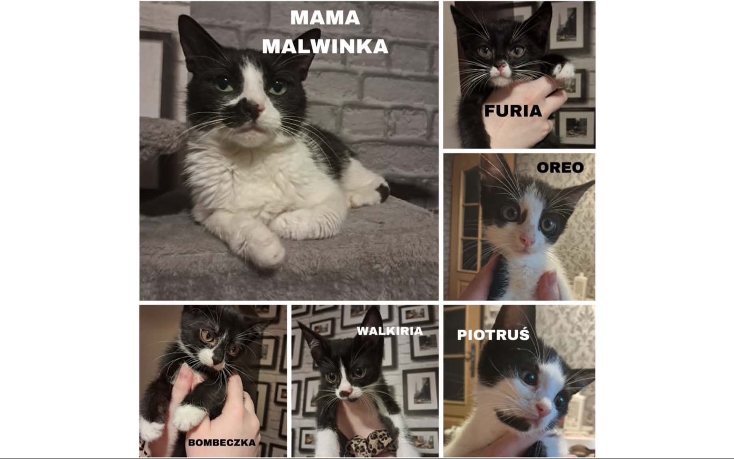 
        Seniorzy i zestaw do prezentów z kwiatami; kartka z napisem Prezent dla Mamy.
    