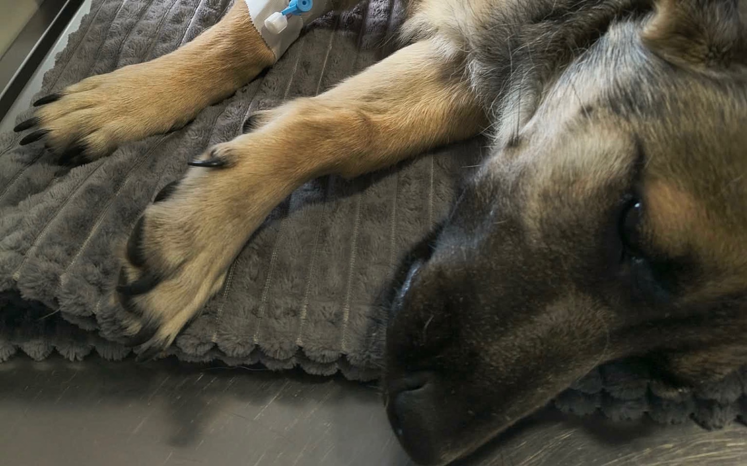 
        Niewielki psiak odpoczywa na jasnym dywanie w domu.
    