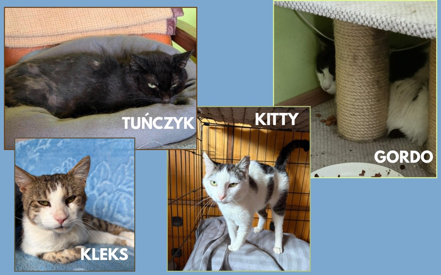
        Kotek odpoczywa na poduszce, spokojny sen w domowym kącie.
    