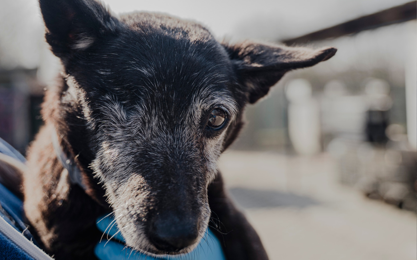 
        Pies rasy schnauzer z charakterystycznym pyskiem i siwymi wąsami
    