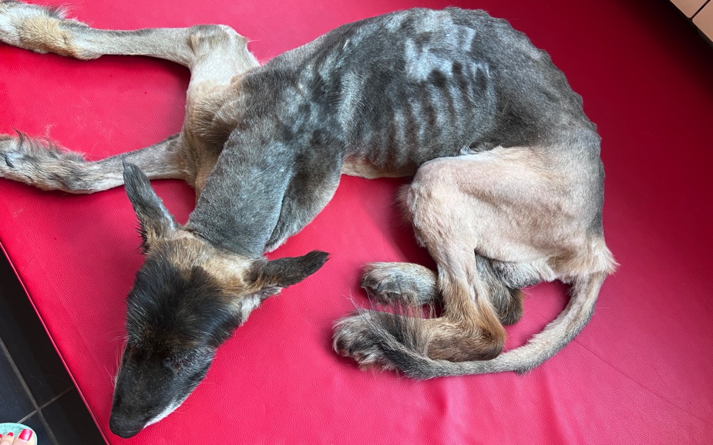 
        Greyhound leżący na czerwonej sofie, zwisające łapy.
    