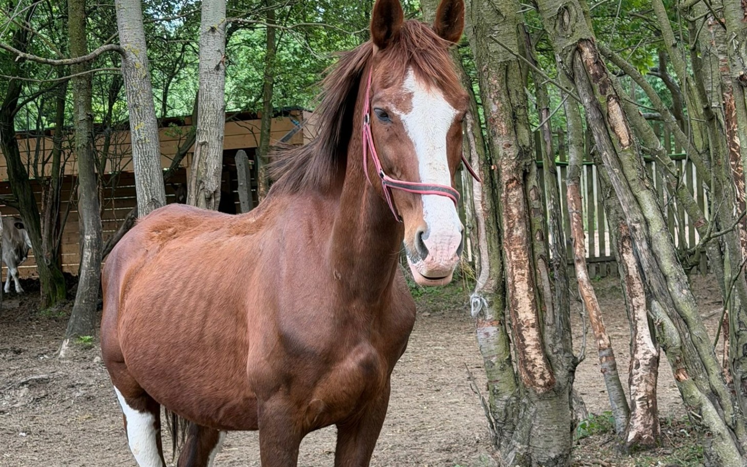 
        Koń stojący w ogrodzie, wędrowny i przyjazny, wśród drzew.
    