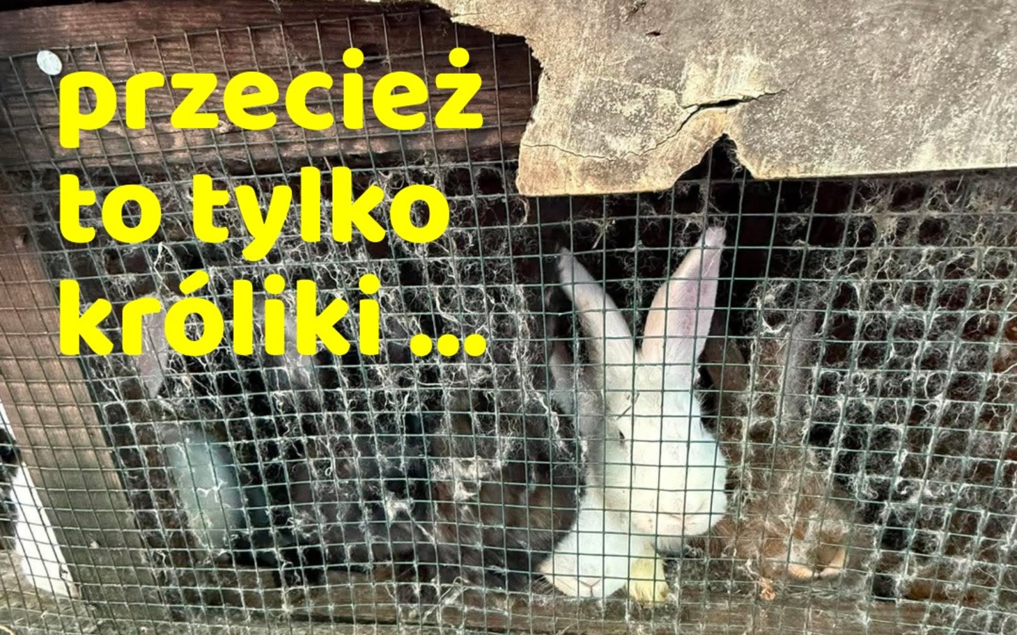 
        Scena z wózkiem i zestawem zakupów, na tle błękitu nieba.
    