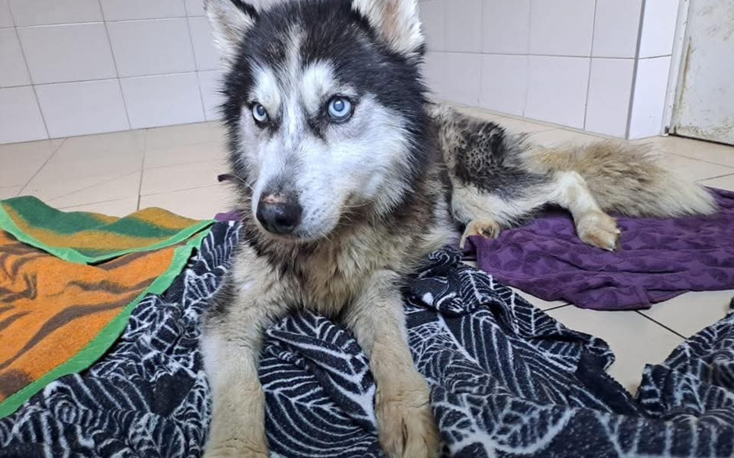 
        Smukły pies husky na poduszkach i kocu w klinice, patrzy lekko w stronę aparatu.
    
