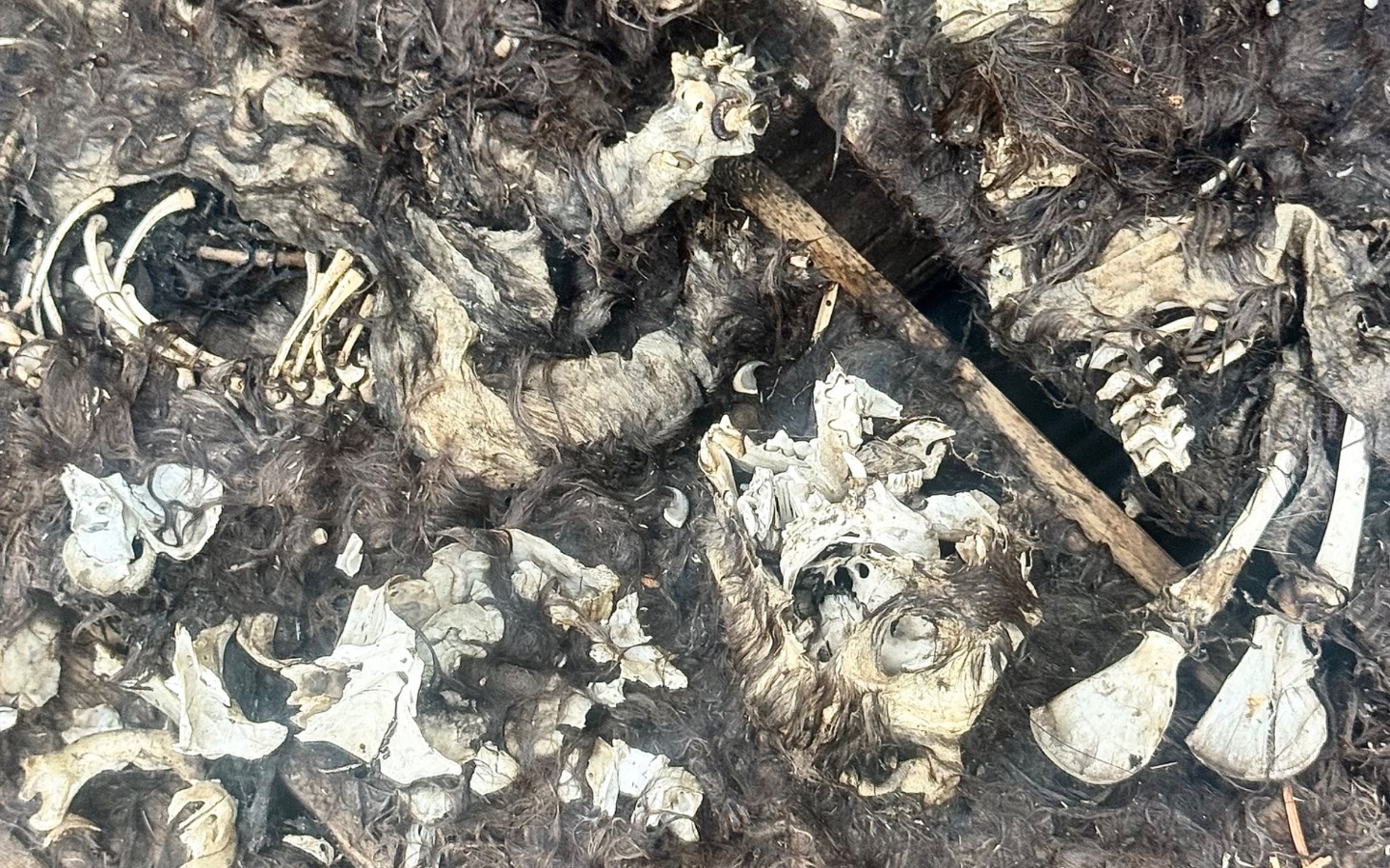 
        Zniszczone szczątki i fragmenty kadłubów w stanie rozkładu.
    