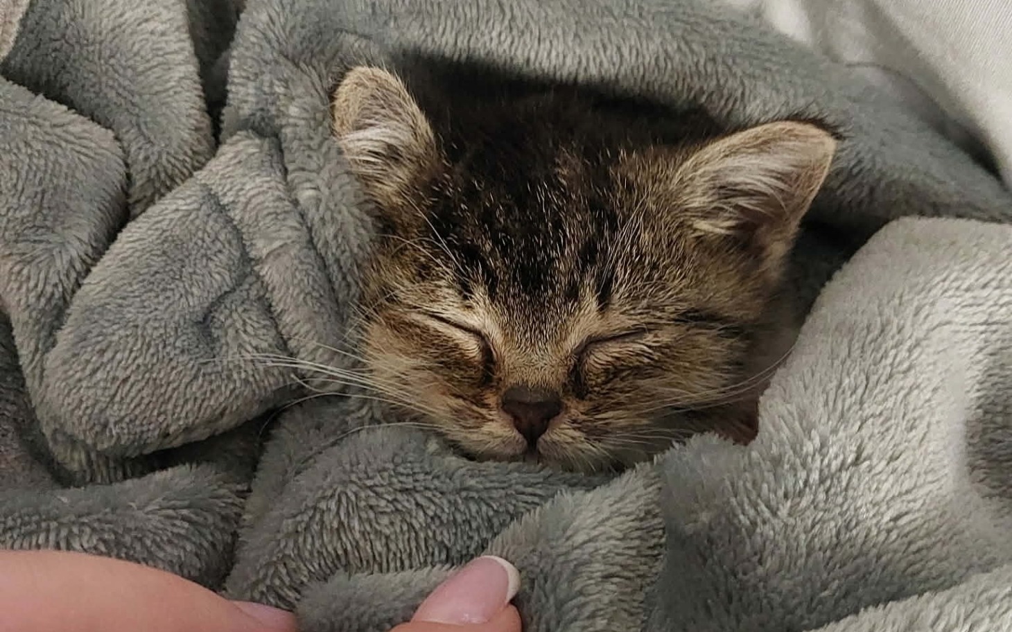 
        Kot w kartonie w otoczeniu zieleni, senna drzemka w kocu.
    