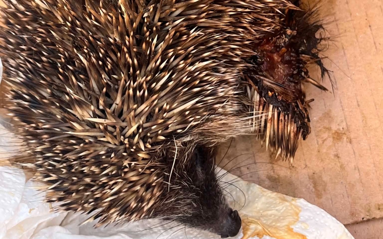Zwierzę w masce i życiu w okrążeniu zebrało rany lutę na plecach.