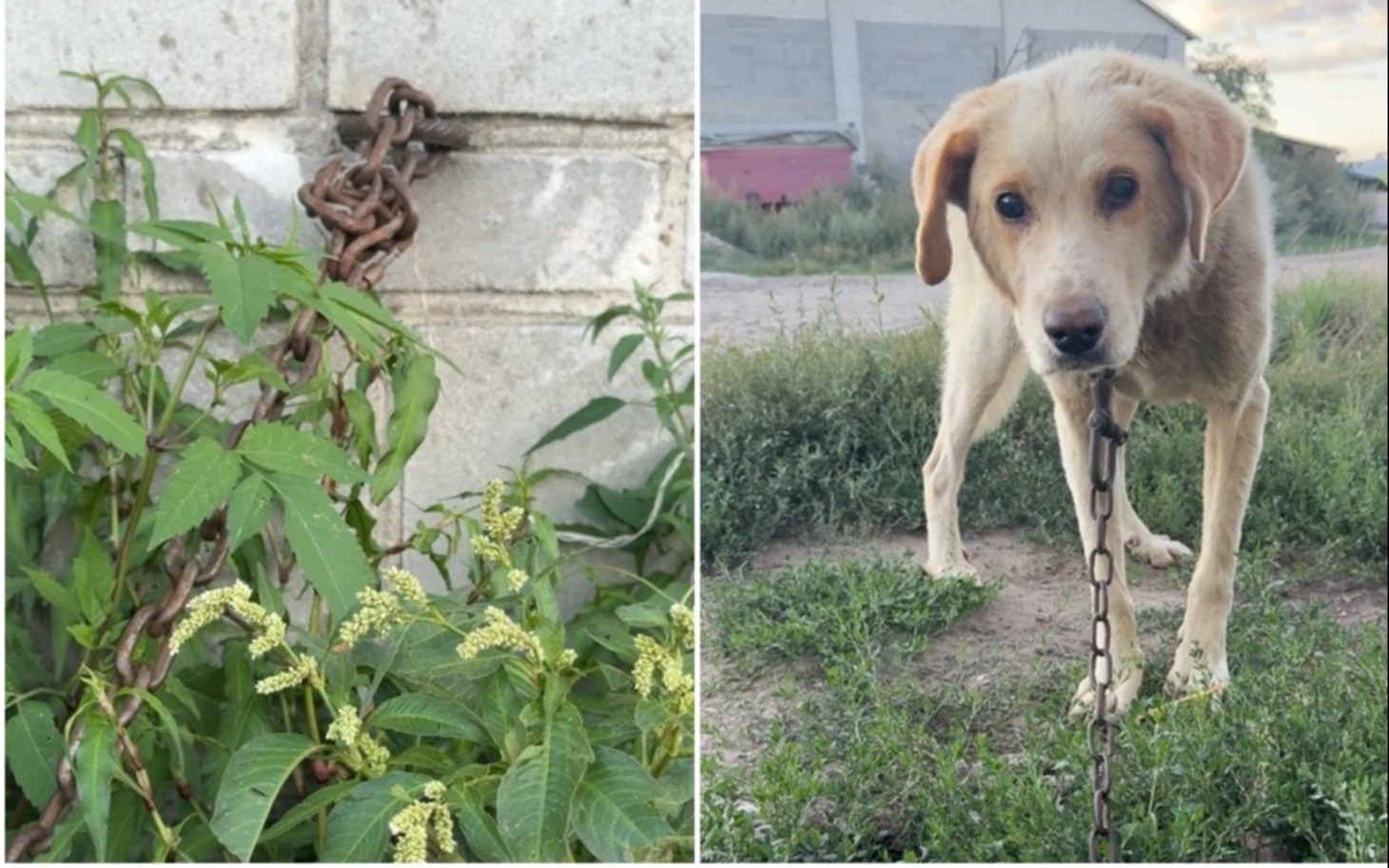 
        Dwa zdjęcia: łąka i pies na łańcuchu, w tle ruinowana sciana.
    
