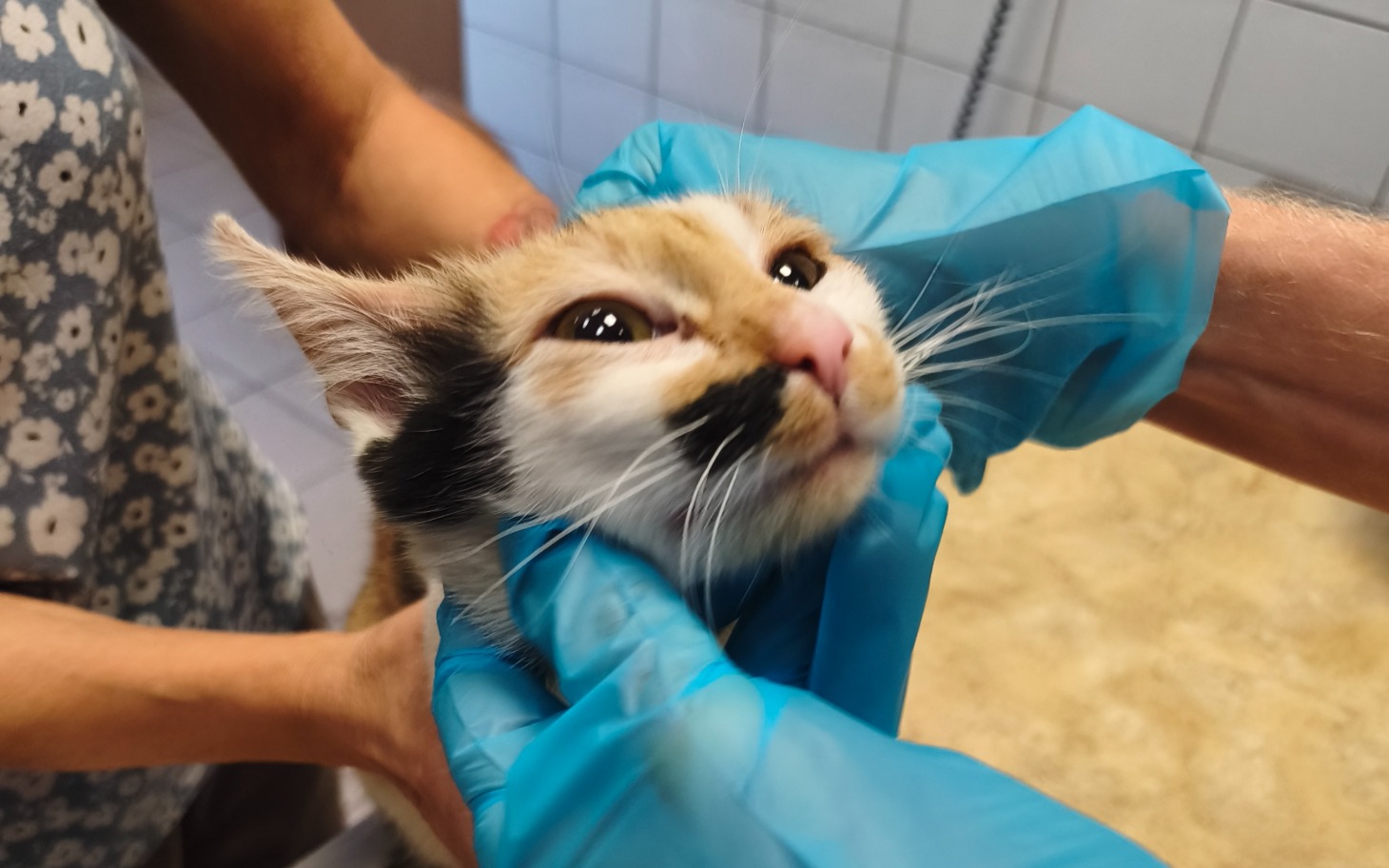 
        Kotek pilnowany przez osoby w lekarskich rękawiczkach podczas zabiegu.
    