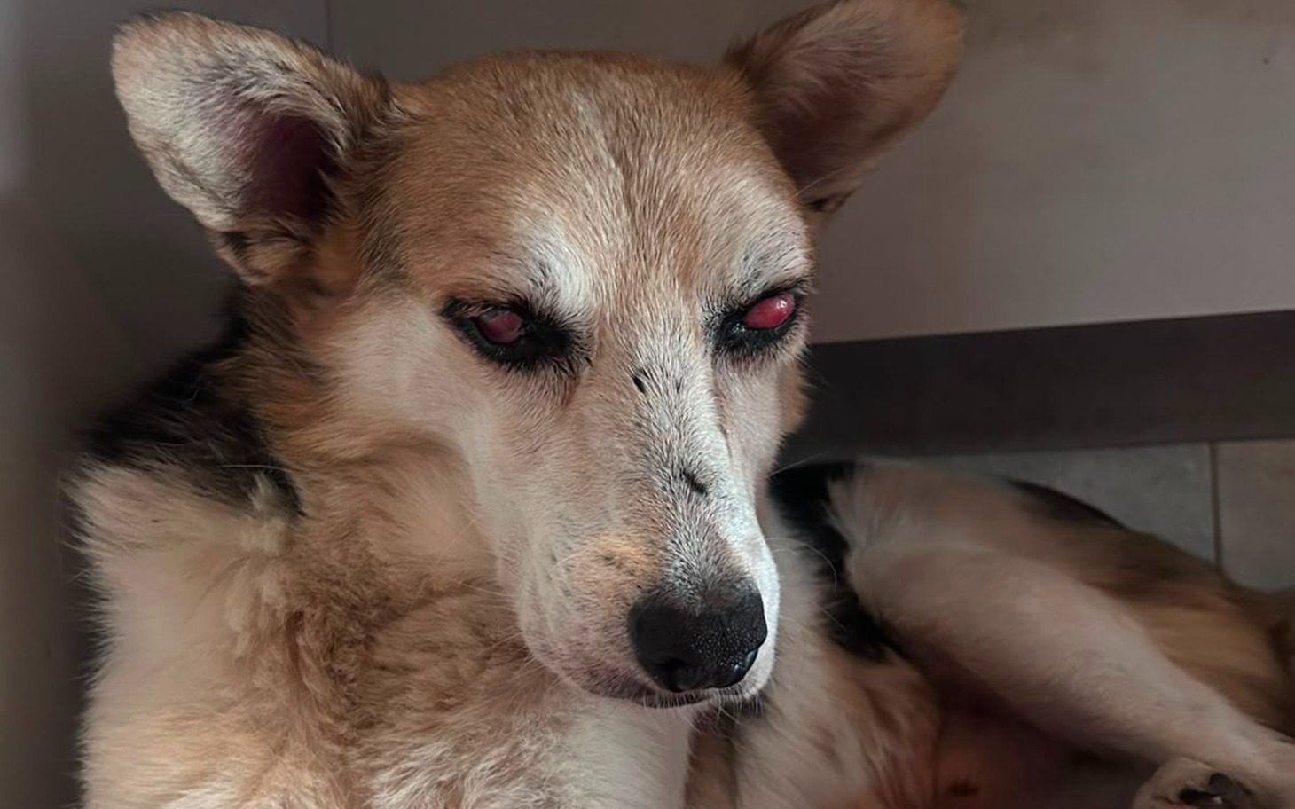 
        Koty w kąciku domu; koty i miska w tle
    