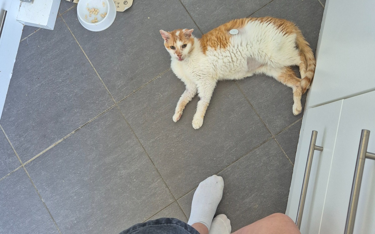 
        Mały zwierzak trzymany delikatnie w dłoniach nad głową.
    