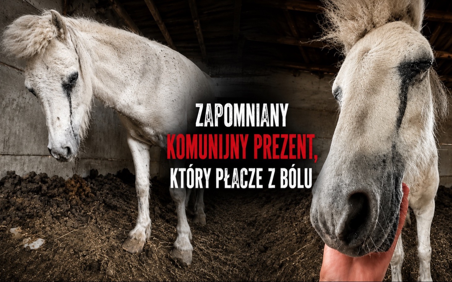 
        Krowa lub koń na zdjęciu z hasłem o zapomnianym prezentie
    